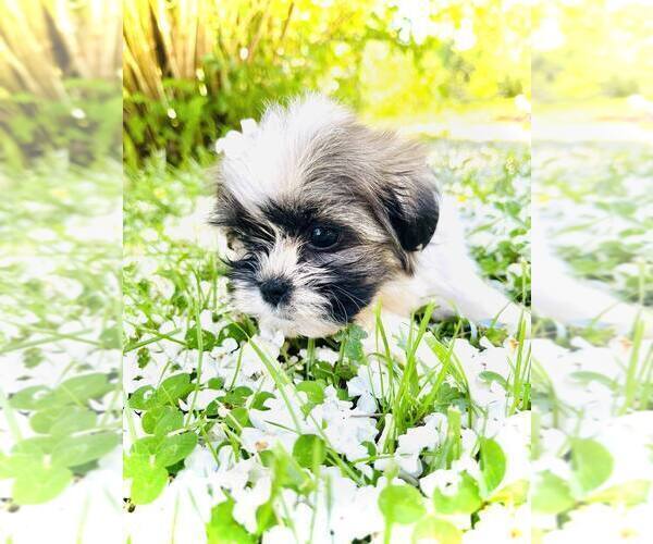 Medium Photo #2 Shih Tzu Puppy For Sale in MC KEE, KY, USA