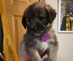 Puppy Purple Norwegian Elkhound-Saint Berdoodle Mix