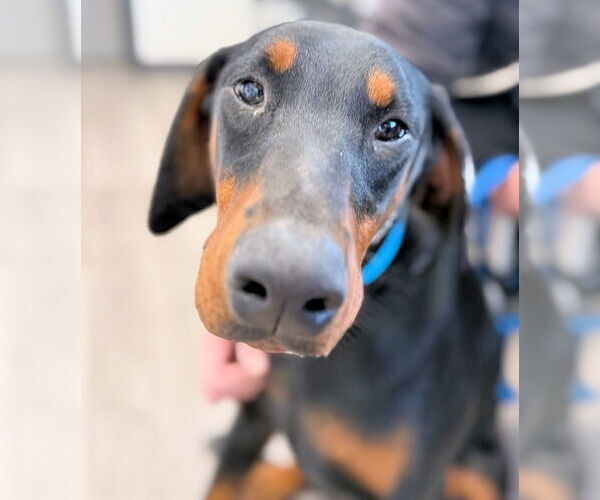 Medium Photo #3 Doberman Pinscher Puppy For Sale in Omaha, NE, USA