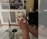 Small Photo #16 Maltipoo Puppy For Sale in ALEXANDRIA, VA, USA