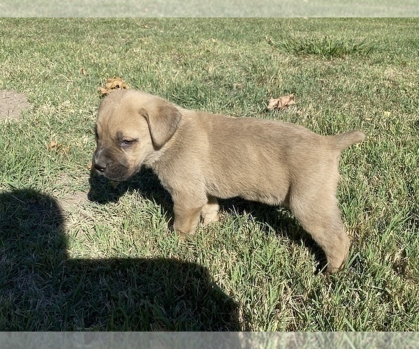 Medium Photo #15 Cane Corso Puppy For Sale in BELGRADE, MT, USA