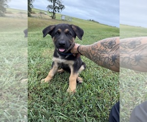 German Shepherd Dog Puppy for sale in FAYETTE, MO, USA
