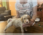 Small Photo #3 Miniature Labradoodle Puppy For Sale in MARICOPA, AZ, USA