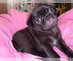 Pug Puppy for sale in WHITTIER, NC, USA