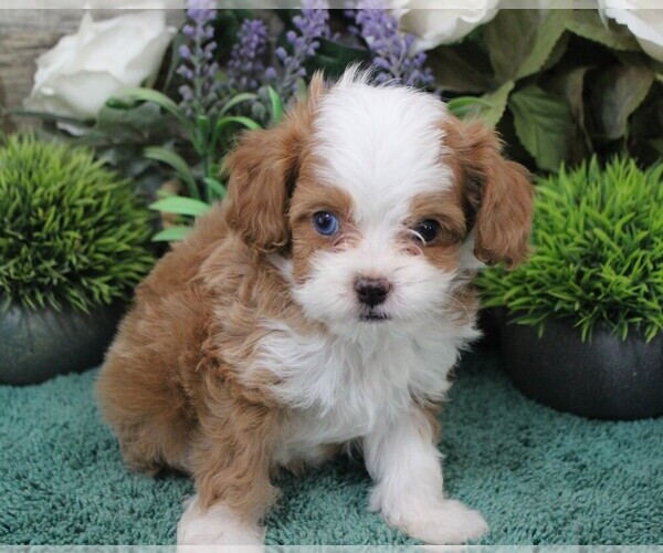 Medium Photo #6 Cavapoo (Miniature) Puppy For Sale in CARLISLE, KY, USA