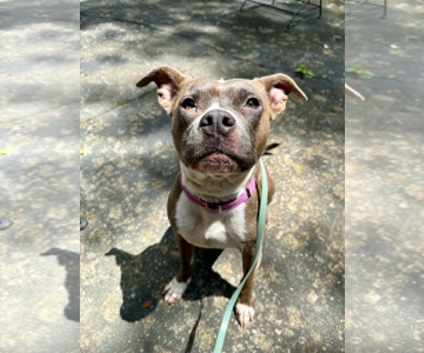 Medium Photo #5 Bullboxer Pit Puppy For Sale in Cookeville, TN, USA