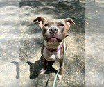 Small #4 Bullboxer Pit
