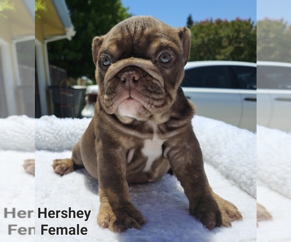 Medium Photo #11 Bulldog Puppy For Sale in FRESNO, CA, USA