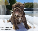 Small Photo #11 Bulldog Puppy For Sale in FRESNO, CA, USA