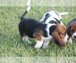 Small Photo #28 Basset Hound Puppy For Sale in MEMPHIS, MO, USA