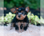 Small Photo #23 Yorkshire Terrier Puppy For Sale in WARSAW, IN, USA