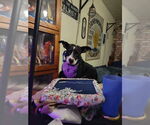 Small #1 Mutt