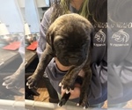 Small Photo #30 Cane Corso-Saint Bernard Mix Puppy For Sale in LIVERMORE, CA, USA