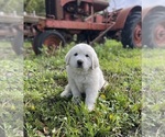 Puppy Red Great Pyrenees