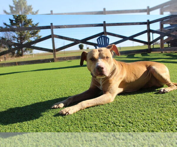 Medium Photo #5 Mutt Puppy For Sale in Chestertown, MD, USA