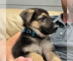 Small #5 German Shepherd Dog