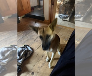 Father of the German Shepherd Dog-Mastiff Mix puppies born on 06/27/2025