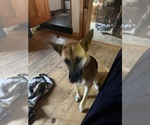 Small Photo #1 German Shepherd Dog-Mastiff Mix Puppy For Sale in WESTMINSTER, MA, USA