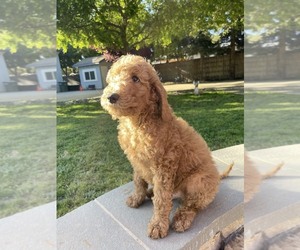 Poodle (Standard) Puppy for sale in MODESTO, CA, USA