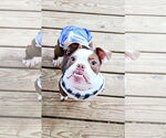 Small Bulldog