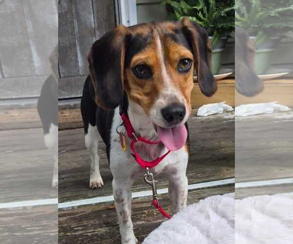 Medium Photo #9 Beagle Puppy For Sale in Dunnellon, FL, USA