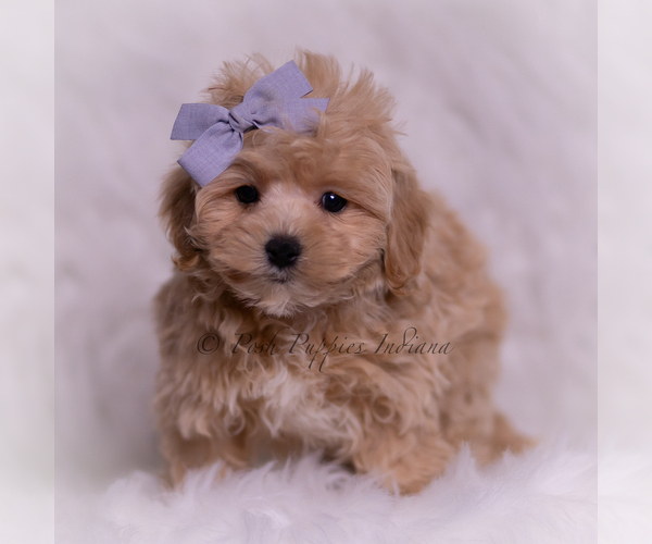 Medium Photo #122 Maltipoo (Miniature) Puppy For Sale in WARSAW, IN, USA