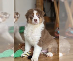 Australian Shepherd Puppy for sale in CHEHALIS, WA, USA