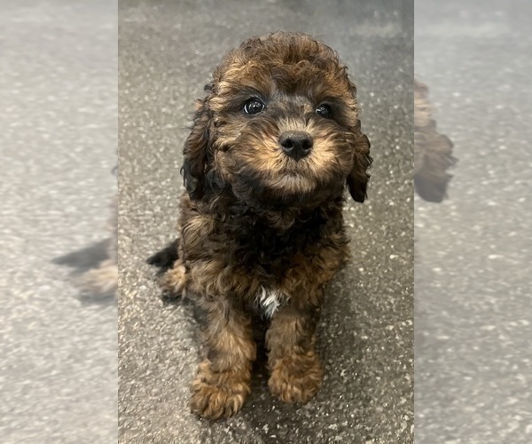 Medium Photo #90 Goldendoodle (Miniature) Puppy For Sale in WARSAW, IN, USA