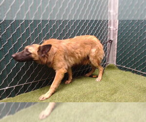 German Shepherd Dog Dogs for adoption in Downey, CA, USA