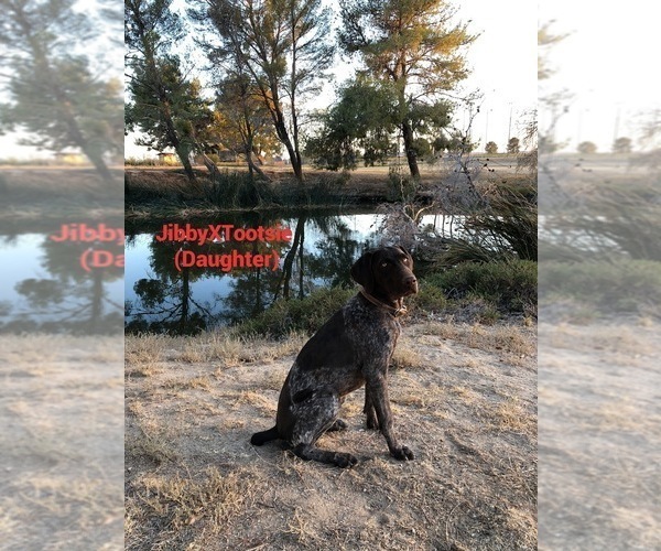 Medium Photo #4 German Shorthaired Pointer Puppy For Sale in CORONA, CA, USA