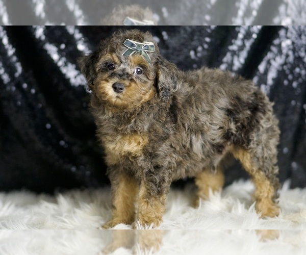 Medium Photo #3 Poodle (Toy) Puppy For Sale in WARSAW, IN, USA