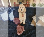 Small Photo #7 Goldendoodle (Miniature) Puppy For Sale in GREELEY, CO, USA