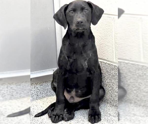 Medium Photo #3 Labrador Retriever-Unknown Mix Puppy For Sale in Houston, TX, USA