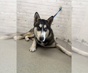 Siberian Husky Dogs for adoption in San Bernardino, CA, USA