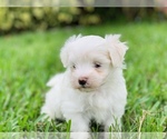 Small Photo #6 Maltese Puppy For Sale in ORLANDO, FL, USA