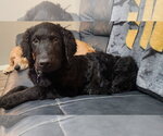 Small #1 Goldendoodle