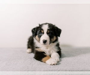 Australian Shepherd Puppy for sale in LA RUE, OH, USA