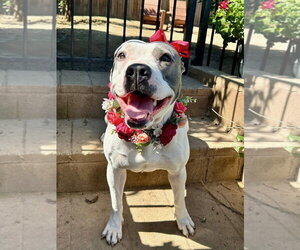 Cranberry - Female American Pit Bull Terrier-American Staffordshire Terrier Mix Dog for Adoption - Photo #6