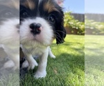 Small Photo #15 Cavalier King Charles Spaniel Puppy For Sale in SANTA ROSA, CA, USA