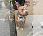 Small #14 American Pit Bull Terrier Mix