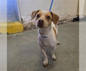 Chihuahua-Parson Russell Terrier Mix Dogs for adoption in Camarillo, CA, USA