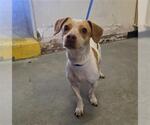 Small Chihuahua-Parson Russell Terrier Mix