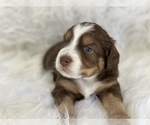 Small Photo #3 Miniature Australian Shepherd Puppy For Sale in CHULA VISTA, CA, USA