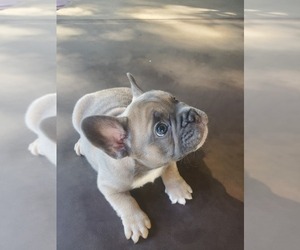 French Bulldog Puppy for sale in GOLD RIVER, CA, USA