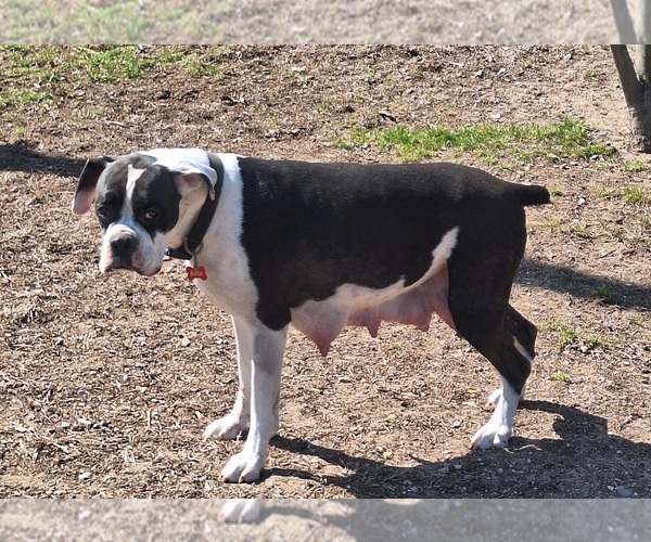 Medium Photo #1 Boxer Puppy For Sale in HOPKINS, MI, USA