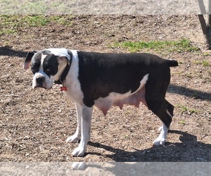 Mother of the Boxer puppies born on 09/13/2025