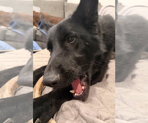 Hera 7314 - Female German Shepherd Dog Dog for Adoption - Photo #4