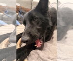 Small #3 German Shepherd Dog