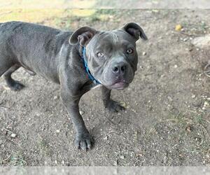 Staffordshire Bull Terrier-Unknown Mix Dogs for adoption in Waco, TX, USA