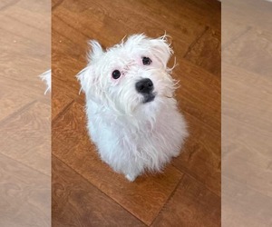 Poodle (Toy) Dogs for adoption in Menifee, CA, USA